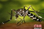 图为：白纹伊蚊。 杭州疾控供图 - 浙江新闻网
