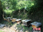 程灶福的蜜蜂。开化宣传部提供 - 浙江新闻网