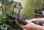 “世界上最神秘的鸟”再现千岛湖 - 林业厅