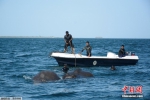 两头大象海水中命悬一线 获人类营救 - 浙江新闻网