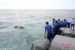 两头大象海水中命悬一线 获人类营救 - 浙江新闻网