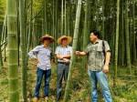 龙游森防专家上竹山指导竹林虫害防治工作 - 林业厅