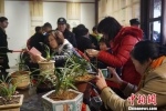 图为：杭州兰花精品展。杭州花圃供图 - 浙江新闻网