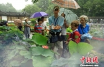图为：杭州西湖荷花展。杭州花圃供图 - 浙江新闻网