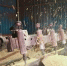 工匠在用机器为木鱼打毛坯。嵊州宣传部提供 - 浙江新闻网