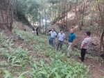 景宁县林业局积极探索林下经济产业发展路径 - 林业厅