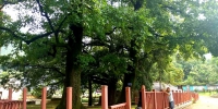 武义投巨资保护“绿色文物”——129万元完成90株古树名木的保护 - 林业厅