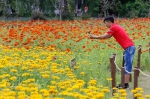 图为：一位市民正在拍摄盛开的百日菊。王远 - 浙江新闻网