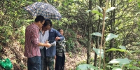 景宁县林业局积极完成公益林增补工作 - 林业厅