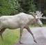 图为尼尔森拍摄到的白驼鹿。 - 浙江新闻网