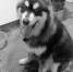 “猛虎”原来是一只未成年的阿拉斯加犬。 - 浙江新闻网