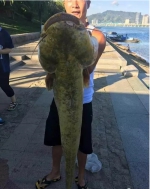 杭州男子富春江钓到巨大鲶鱼 体长1.3米63.5斤 - 浙江新闻网