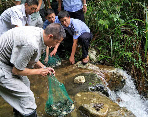景宁县森林公安局连续破获非法狩猎,出售野生石蛙案件