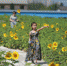 湘湖三期向日葵美丽盛放 犹如黄金地毯 - 互联星空