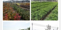 龙游县林场被确定为国家彩叶树种良种基地 - 林业厅