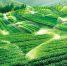龙泉兰巨现代生态循环示范区里的茶园喷滴灌设施。 - 浙江新闻网