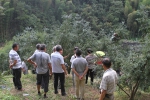 遂昌县林业局举办香榧种植经营管理技术交流学习活动 - 林业厅