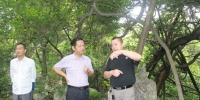 海盐县农经局领导到绮园指导古树名木保护工作 - 林业厅