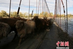 图为走在吊桥上的羊群。　李正虎　摄 - 浙江新闻网