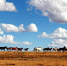图为一群骏马奔驰在黄河源头玛多草原上。 玛多县委宣传部供图 - 浙江新闻网