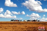 图为一群骏马奔驰在黄河源头玛多草原上。 玛多县委宣传部供图 - 浙江新闻网