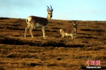 两只藏原羚在玛多草原上寻觅食物。玛多县委宣传部供图 - 浙江新闻网
