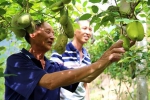 遂昌种植户引种野生八月瓜成功 - 林业厅