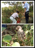 浦江救助国家二级保护动物燕隼一只 - 林业厅