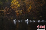 美国纽约州熊山公园内两只天鹅从湖面飞起。 中新社记者 廖攀 摄 - 浙江新闻网