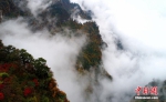 彩林与云雾构成一幅美丽的画卷。袁士洪 摄 - 浙江新闻网
