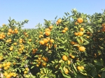 今年三门县早熟橘增产又增收 - 林业厅