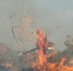兰溪森林消防“火场”练兵 “空地联合”立体扑火 - 林业厅