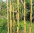 安吉县又培育一个竹子新品种—“金箍棒” - 林业厅