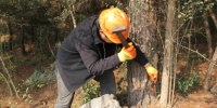 安吉县林业局开展松树注药保护工作 - 林业厅