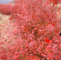 武义：蓝莓树叶红似火 引得游人来观赏 - 林业厅