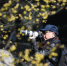 1月10日，一位摄影爱好者拍摄盛开的腊梅花。近日，浙江杭州植物园内的一千多株腊梅迎来花期，民众赏花流连忘返。中新社记者 王远 摄 - 浙江网