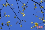 1月10日，盛开的腊梅花与蓝色的天空形成强烈对比。近日，浙江杭州植物园内的一千多株腊梅迎来花期，民众赏花流连忘返。中新社记者 王远 摄 - 浙江网