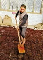 年近50岁的罗桂华是大师级酿酒师。 - 浙江新闻网