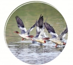 中华秋沙鸭等鸟类在松阴溪湿地越冬。 宋世和 摄 - 浙江新闻网