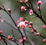 图为：灵峰景区内零星开放的红梅。柱子 摄 - 浙江新闻网