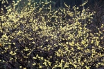 图为：灵峰景区内的腊梅开得正盛。柱子 摄 - 浙江新闻网