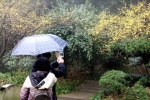 图为：当地市民正在拍摄腊梅。柱子 摄 - 浙江新闻网