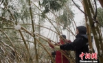 资料图：被雪压弯的毛竹。浙江林业 供图 - 浙江新闻网