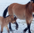 小野马最冷时节诞生　工作人员用驴奶临时救护 - 林业厅