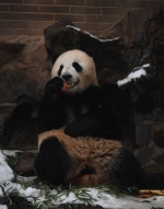 图为：一只熊猫坐在雪地上吃苹果。王刚摄 - 浙江新闻网