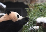 图为：一只熊猫伸爪吃竹子。王刚摄 - 浙江新闻网