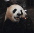 图为：一只熊猫正在啃食苹果。王刚摄 - 浙江网