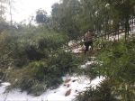 杭州林业人奔走一线抗击雪灾 - 林业厅