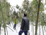 杭州林业人奔走一线抗击雪灾 - 林业厅