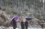 丽水市林业局到缙云县对抗冰冻灾害工作检查和技术指导 - 林业厅